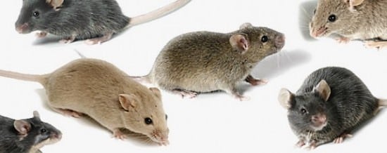 rodent and animal cleaning services